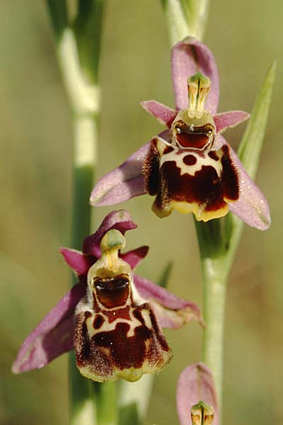 Ophrys gresivaudanica \ Grésivaudan-Ragwurz / Grsivaudan Bee Orchid, F  Allevard 29.6.2002 