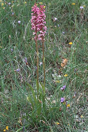 Gymnadenia conopsea subsp. pyrenaica \ Pyrenäen-Händelwurz / Pyrenean Fragrant Orchid, F  Tarn - Schlucht / Gorge 30.5.1990 