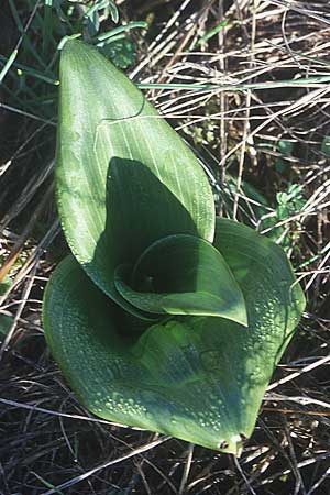 Himantoglossum hircinum \ Bocks-Riemenzunge / Lizard Orchid (Rosette), F  Causse du Larzac 10.10.2003 