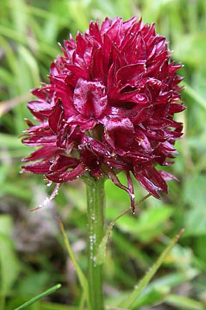 Nigritella gabasiana \ Gabas-Kohlröschen / Gabas Vanilla Orchid, F  Pyrenäen/Pyrenees, Col de Pailhères 27.6.2008 