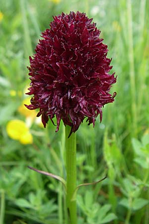 Nigritella gabasiana \ Gabas-Kohlröschen / Gabas Vanilla Orchid, F  Pyrenäen/Pyrenees, Col de Pailhères 27.6.2008 