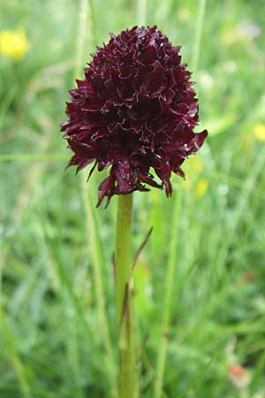 Nigritella gabasiana \ Gabas-Kohlröschen / Gabas Vanilla Orchid, F  Pyrenäen/Pyrenees, Col de Pailhères 27.6.2008 