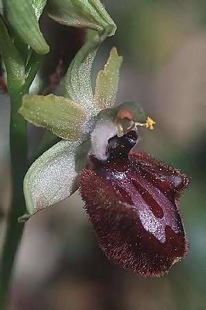 Ophrys incubacea \ Schwarze Ragwurz / Black Spider Orchid, F  S.Cyr-sur-Mer 22.4.2000 