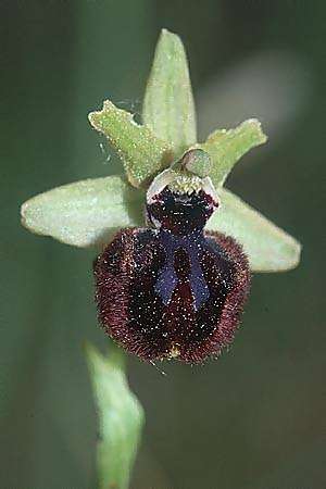 Ophrys incubacea \ Schwarze Ragwurz / Black Spider Orchid, F  Maures, Vidauban 28.4.2002 