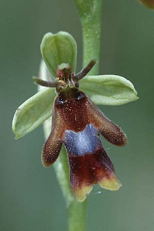 Ophrys insectifera \ Fliegen-Ragwurz, F  Dept. Gers, Masseube 8.5.2000 