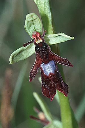 Ophrys insectifera \ Fliegen-Ragwurz, F  Corbières, Bugarach 29.4.2001 