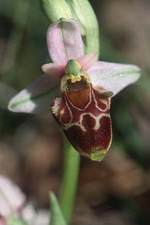 Ophrys santonica \ Saintonge-Ragwurz / Saintonge Bee Orchid, F  Dept.Isère 20.5.2002 