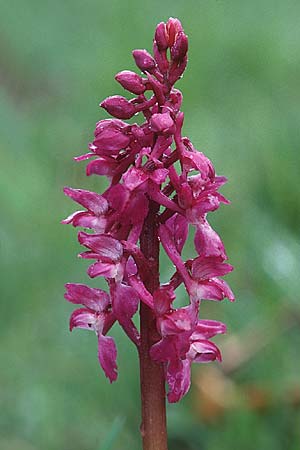 Orchis langei \ Spanisches Knabenkraut / Lange's Orchid, F  Col d'Aspin 9.5.2002 