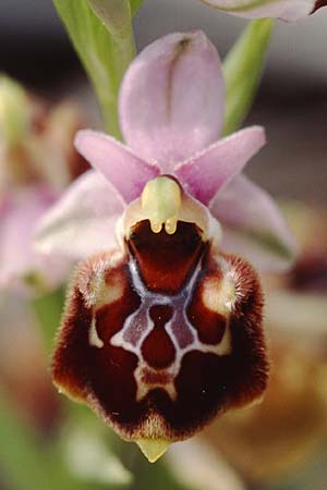 Ophrys linearis \ Lang-Petalige Ragwurz / Woodcock Orchid, F  Massif de l'Estaque 17.4.1999 