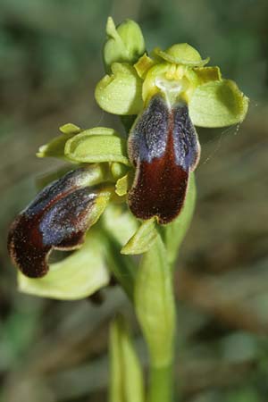 Ophrys forestieri \ Braune Ragwurz / Dull Orchid, F  Toreilles 10.3.2001 