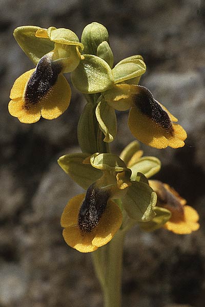 Ophrys lutea / Yellow Bee Orchid, F  Montagne de la Clape 10.5.1984 