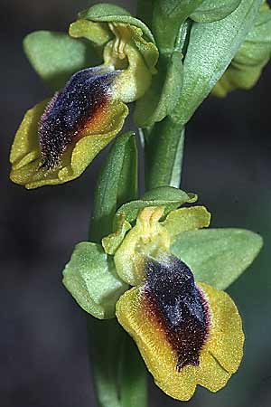 [click] Ophrys lutea, F   Montagne de la Clape 13.4.2001 