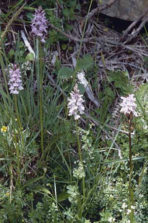 Dactylorhiza maculata \ Gefleckte Fingerwurz, Geflecktes Knabenkraut / Spotted Orchid, F  Pyrenäen/Pyrenees 2.7.1998 