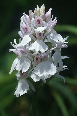 Dactylorhiza maculata \ Gefleckte Fingerwurz, Geflecktes Knabenkraut / Spotted Orchid (Farbvariante / Color-Variant), F  Pyrenäen/Pyrenees 2.7.1998 