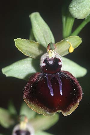 Ophrys incubacea subsp. castri-caesaris / Saint-Cezaire Black Spider Orchid, F  Tourettes-sur-Loup 3.6.2004 