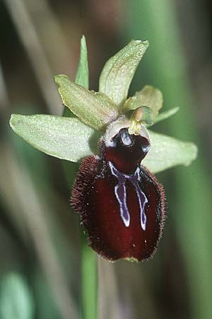 Ophrys incubacea subsp. castri-caesaris \ Westliche Schwarze Ragwurz / Saint-Cezaire Black Spider Orchid, F  Tourettes-sur-Loup 3.6.2004 