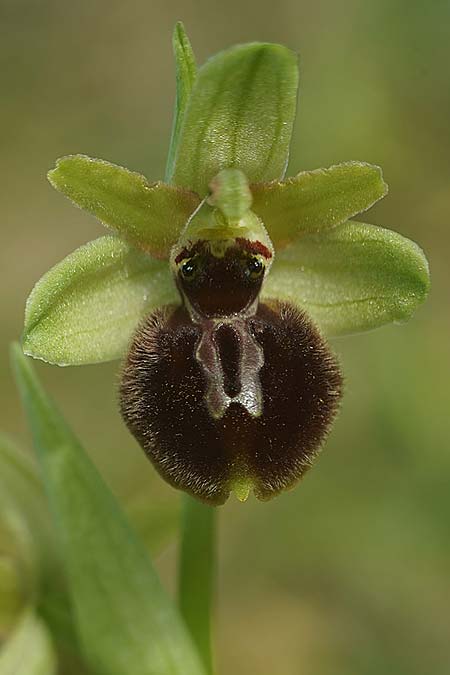Ophrys exaltata subsp. arachnitiformis / False Spider Orchid, F  Dept. Landes 18.3.2023 (Photo: Helmut Presser)