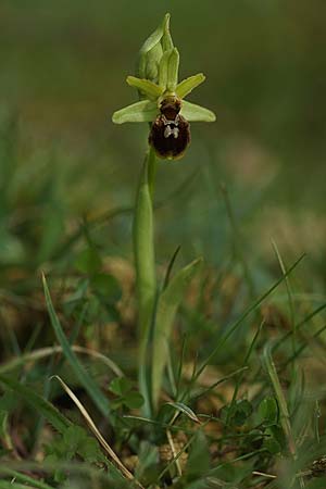 Ophrys exaltata subsp. arachnitiformis / False Spider Orchid, F  Dept. Landes 18.3.2023 (Photo: Helmut Presser)