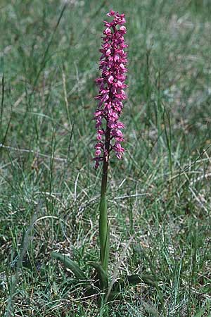 Orchis mascula subsp. speciosa \ Prächtiges Knabenkraut / Splendid Early Purple Orchid, F  Dept. Drome 24.5.1998 