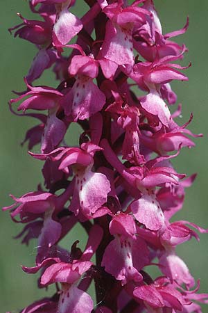 Orchis mascula subsp. speciosa \ Prächtiges Knabenkraut / Splendid Early Purple Orchid, F  Dept. Drome 24.5.1998 