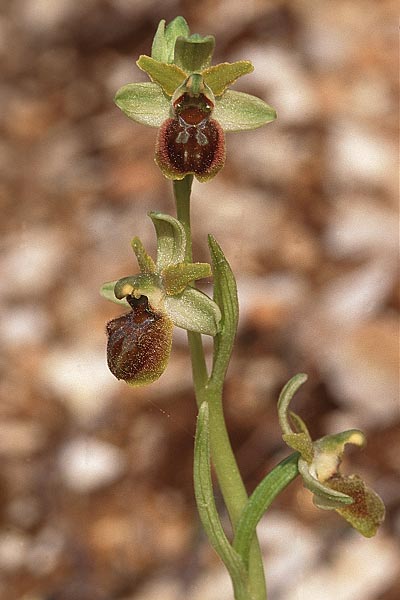 Ophrys massiliensis \ Marseille-Ragwurz / Marseille Spider Orchid, F  Marseille 19.3.1999 