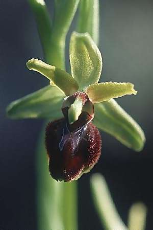 Ophrys massiliensis \ Marseille-Ragwurz / Marseille Spider Orchid, F  Blausasc 6.3.2000 