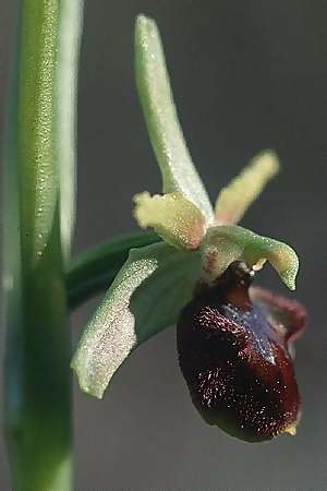 Ophrys massiliensis \ Marseille-Ragwurz / Marseille Spider Orchid, F  Blausasc 6.3.2000 