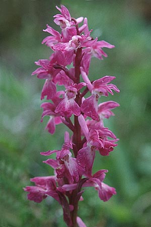 Orchis mascula \ Manns-Knabenkraut, Stattliches Knabenkraut / Early Purple Orchid, F  Pyrenäen/Pyrenees 30.5.2000 