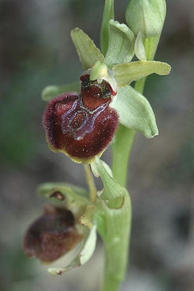 Ophrys massiliensis \ Marseille-Ragwurz / Marseille Spider Orchid, F  Marseille 11.3.2001 