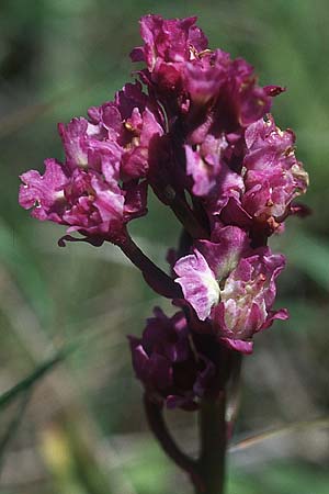 Orchis mascula deformation / Early Purple Orchid (triple blossoms), F  Dept. Aveyron, Tiergues 28.5.2005 