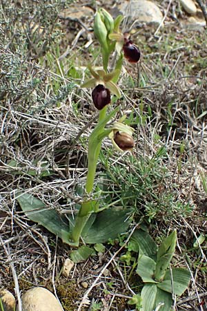 Ophrys massiliensis \ Marseille-Ragwurz / Marseille Spider Orchid, F  St.Martin-de-Crau 17.3.2024 