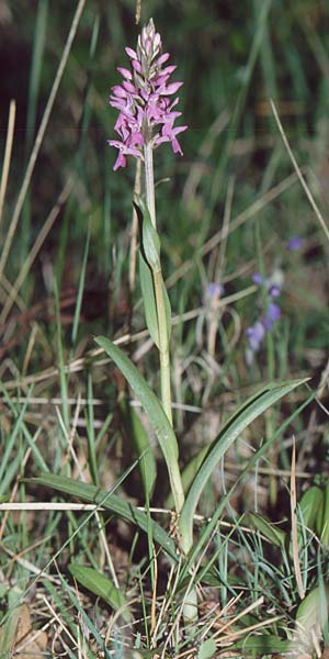 Dactylorhiza occitanica \ Occitanische Fingerwurz, Occitanisches Knabenkraut (?), F  Belgentier 18.5.2002 