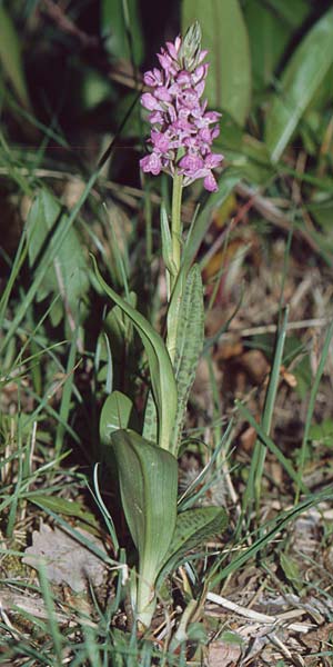 Dactylorhiza occitanica \ Occitanische Fingerwurz, Occitanisches Knabenkraut (?), F  Belgentier 18.5.2002 