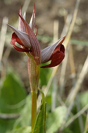 Serapias olbia \ Südfranzösischer Zungenständel / Hybrid Serapias, F  S.Paul-en-Foret 30.3.2002 