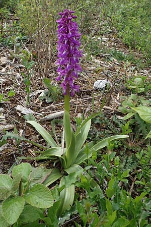 Orchis mascula \ Manns-Knabenkraut, Stattliches Knabenkraut / Early Purple Orchid, F  Brochon 28.4.2023 