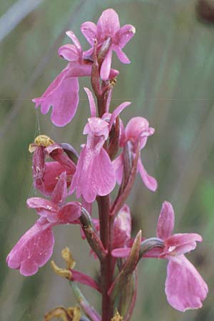 Anacamptis palustris / Marsh Orchid, F  Dept.Herault, Carnon 1.6.1990 