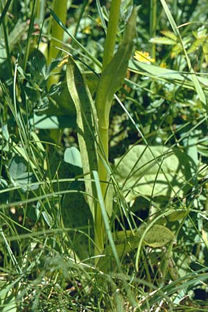 Dactylorhiza parvimajalis \ Kleine Mai-Fingerwurz, Kleines Mai-Knabenkraut, F  Collet de Allevard 21.7.2001 