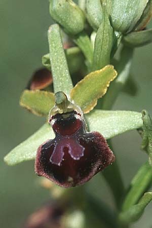 Ophrys garganica subsp. passionis \ Oster-Ragwurz / Passion Bee Orchid, F  Causse du Larzac 5.6.2004 