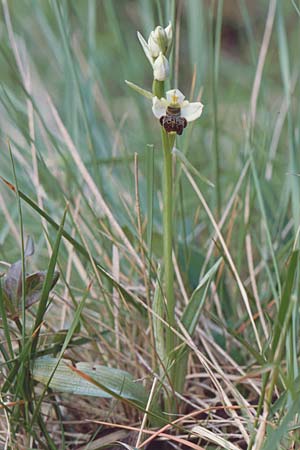 Ophrys philippei \ Philippes Ragwurz, F  Belgentier 10.5.2002 