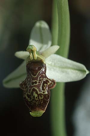 Ophrys philippei \ Philippes Ragwurz / Philippe's Bee Orchid, F  Siou Blanc 18.5.2004 