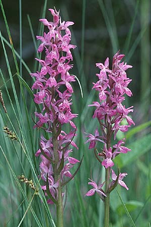 Dactylorhiza Hybrid-Population Praubert, F  Haute-Savoie 27.6.1998 