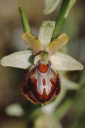 Ophrys provincialis \ Provence-Ragwurz / Provence Bee Orchid, F  Martigues 21.4.2000 