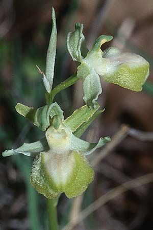 Ophrys provincialis farbvariante_color-variant \ Provencialische Spinnen-Ragwurz / Provence Spider Orchid, F  Maures, Les Mayons 15.4.2001 