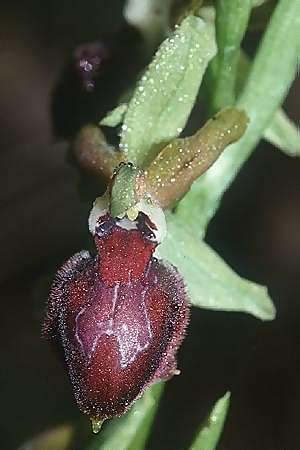 Ophrys provincialis \ Provence-Ragwurz / Provence Bee Orchid, F  Le Cannet-des-Maures 15.4.2001 