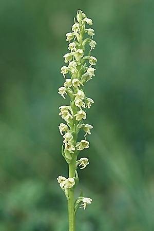 Pseudorchis albida \ Weiße Höswurz / Small White Orchid, F  Dept. Savoie,Col de Saisies 2.7.2002 