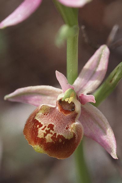 Ophrys linearis / Woodcock Orchid, F  Massif de l'Estaque 17.4.1999 