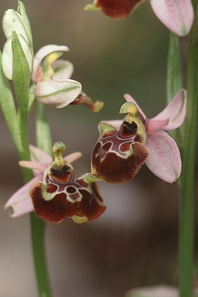 Ophrys linearis \ Lang-Petalige Ragwurz / Woodcock Orchid, F  Massif de l'Estaque 17.4.1999 