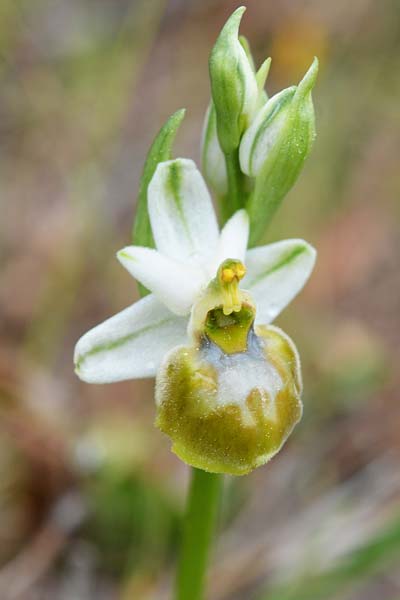 Ophrys linearis \ Lang-Petalige Ragwurz / Woodcock Orchid (Farbvariante / Color-Variant), F  Martigues 8.4.2018 (Photo: Christian Schlomann)