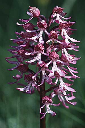 Orchis purpurea x simia, F   Dept. Drome 11.5.2000 