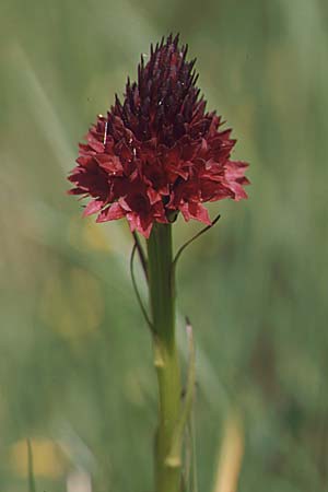 Nigritella rhellicani \ Schwarzes Kohlröschen, F  Collet de Allevard 22.6.2003 